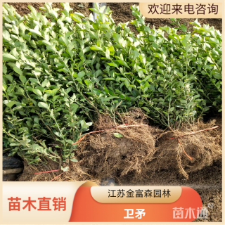 高度40厘米卫矛