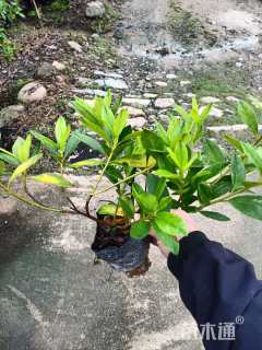 高度25厘米毛鹃