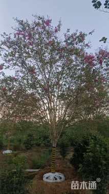 15公分四川红紫薇
