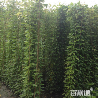 150厘米油麻藤