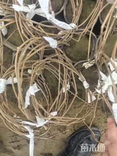 150厘米五叶地锦