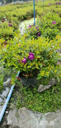 主蔓长50厘米龟背竹