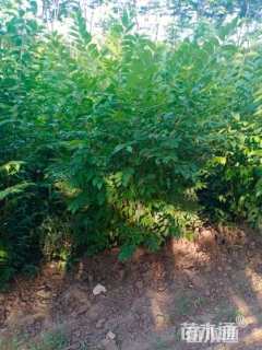 高度150厘米金银木