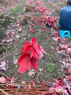 高度80厘米红枫小苗