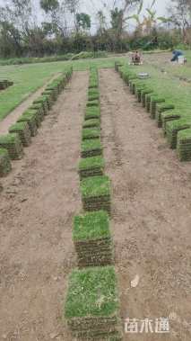 草块状马尼拉草