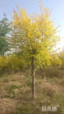 15公分金叶榆