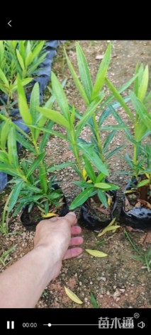 高度30厘米夹竹桃