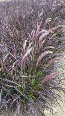 高度45厘米火焰狼尾草