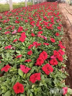 高度30厘米牵牛花