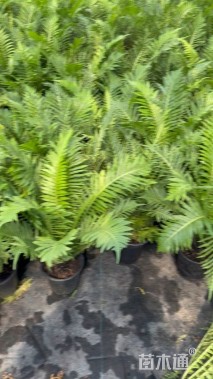 高度55厘米富贵蕨