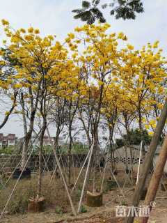 6公分黄花风铃木