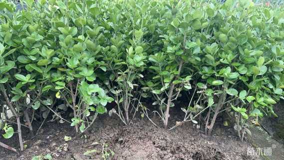 高度40厘米北海道黄杨