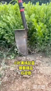 高度50厘米小叶黄杨