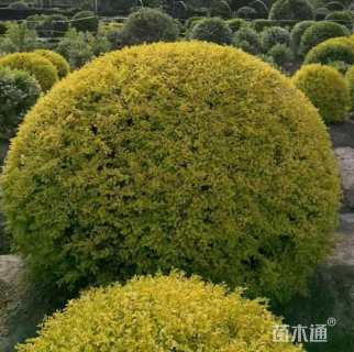 冠幅80厘米亮金女贞球