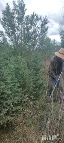 高度200厘米云杉