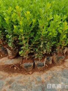 高度20厘米瓜子黄杨