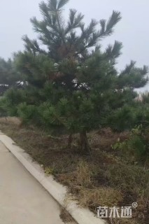 高度240厘米油松