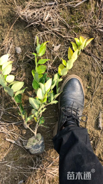 高度30厘米金森女贞小苗