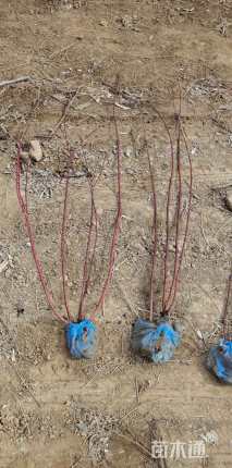 高度60厘米红瑞木