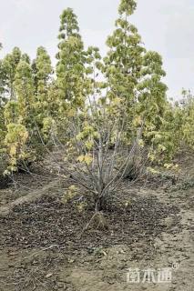高度300厘米丛生金叶复叶槭