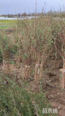 高度150厘米大花溲疏