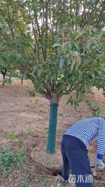 12公分绚丽海棠