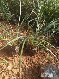 高度20厘米沿阶草