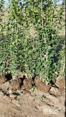 高度150厘米北海道黄杨