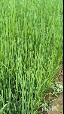 高度25厘米香蒲