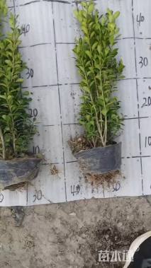 高度30厘米瓜子黄杨