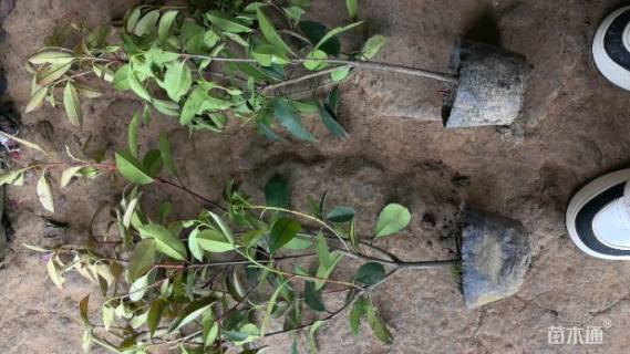 高度40厘米红叶石楠小苗