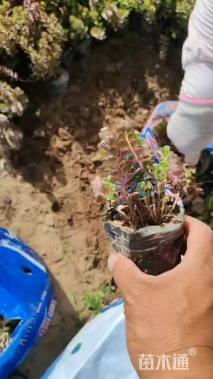 高度12厘米红景天