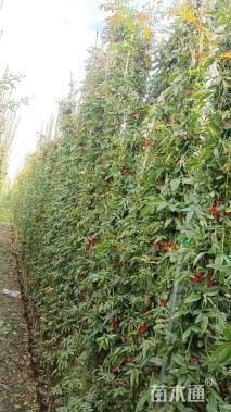 400厘米藤本月季