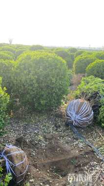 冠幅150厘米卫矛球