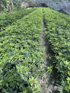 高度20厘米鸭脚木