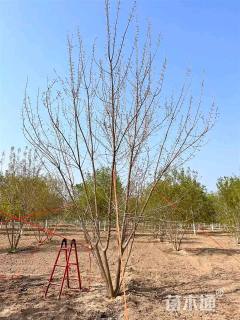 高度500厘米丛生五角枫