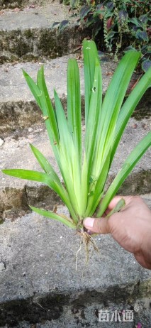 高度20厘米鸢尾