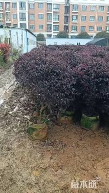 冠幅80厘米红花继木球