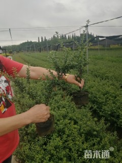 高度45厘米龟甲冬青
