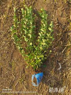 高度40厘米卫矛