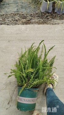 高度50厘米肾蕨