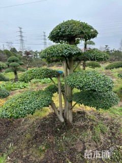 20公分造型小叶女贞