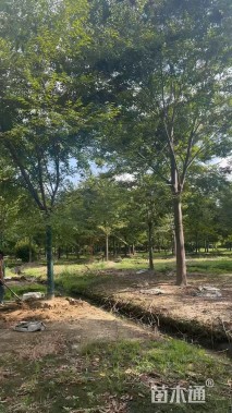 20公分榉树