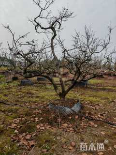 15公分龙爪柿子树