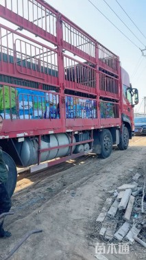 高度20厘米鼠尾草