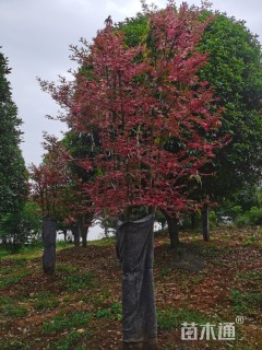 红枫