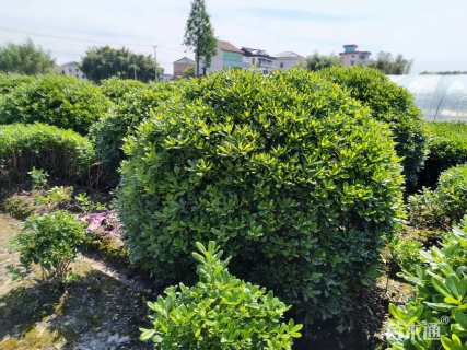 冠幅200厘米海桐球