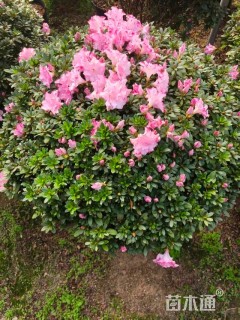 冠幅80厘米杜鹃球