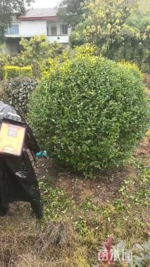 冠幅180厘米金禾女贞球