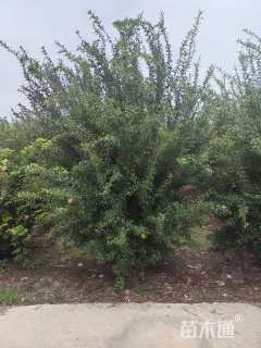 高度240厘米丛生花石榴